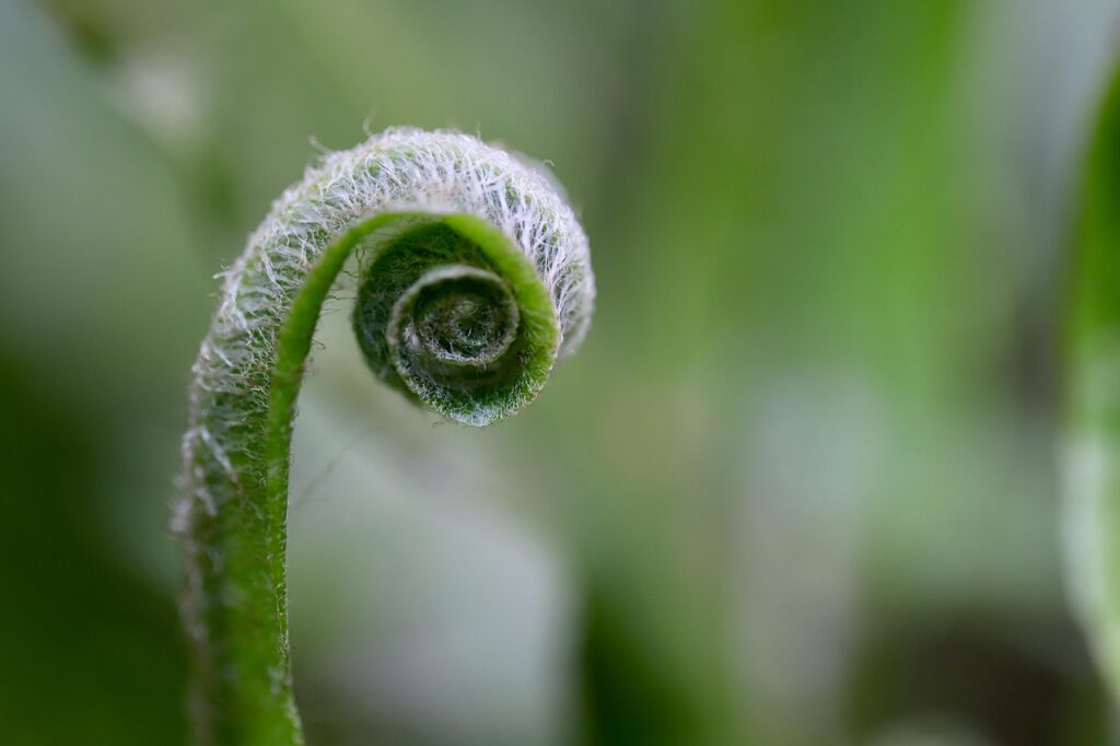 hart's-tongue fern, fern, fern tip, sprout, unroll, green, grow, nature, botany, plant, macro, growth