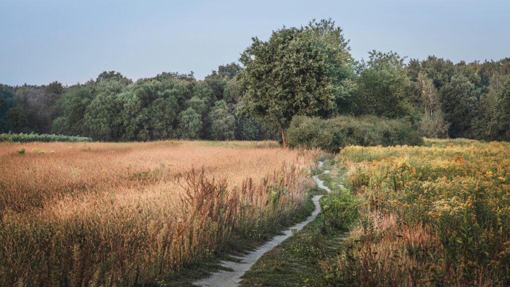 Explore a tranquil rural pathway winding through a lush field of wildflowers and trees.